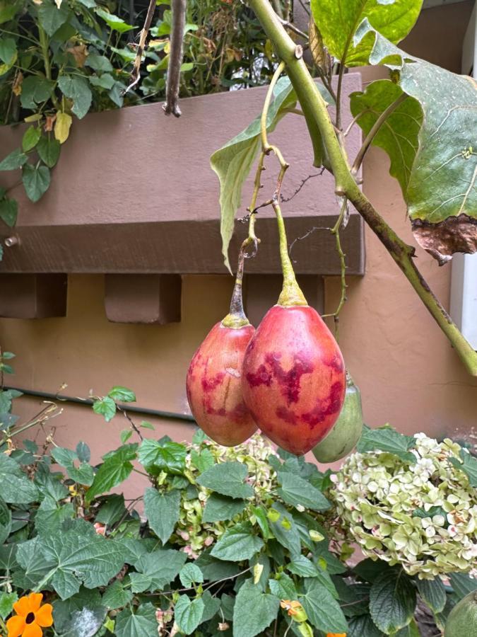 Campus Residencias Bed and Breakfast Quito Buitenkant foto
